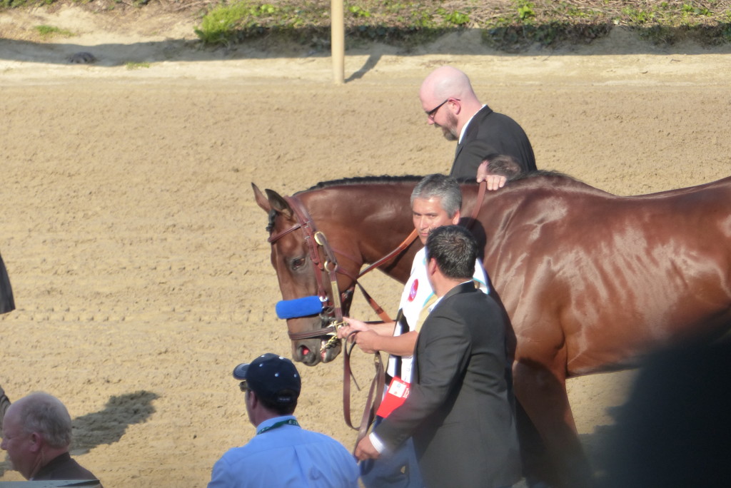 American Pharoah focuses on his task ahead.