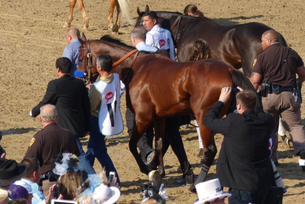 American Pharoah heads to the Paddock in the walk around.