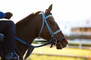 DawnAtTheDowns045 1